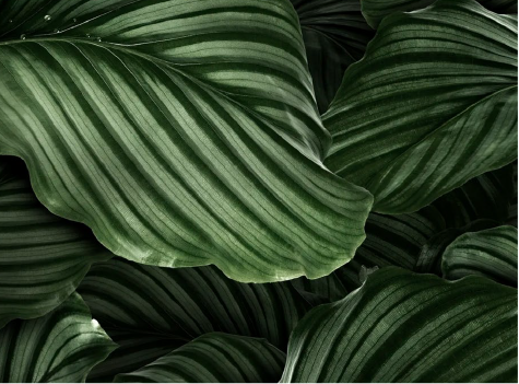 Detalle de hojas verdes